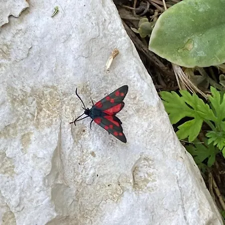 Casale Nella Valle Bed & Breakfast *