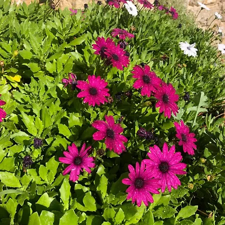 Bed & Breakfast Casale Nella Valle *